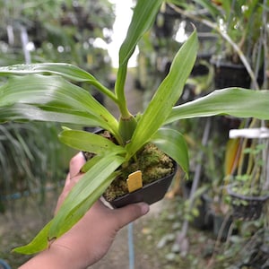 Fragrant Flowers Orchid Zygopetalum Advance Australia Live Mature PLant image 3