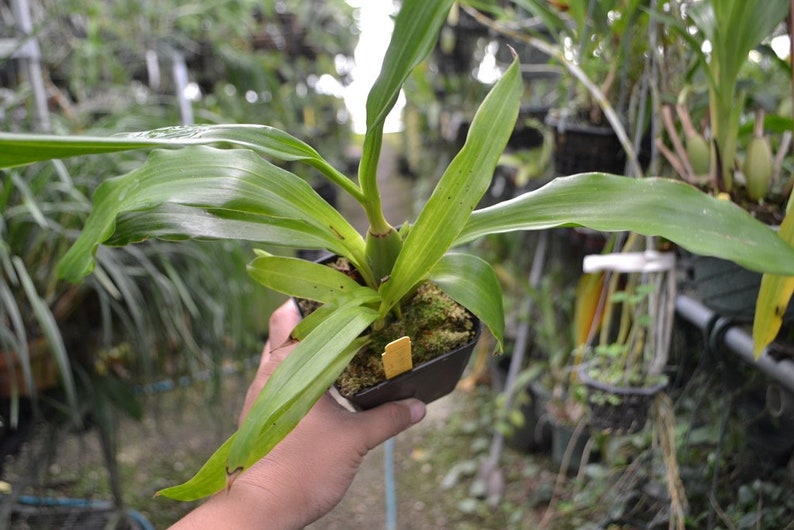 Fragrant Flowers Orchid Zygopetalum Advance Australia Live Mature PLant image 3