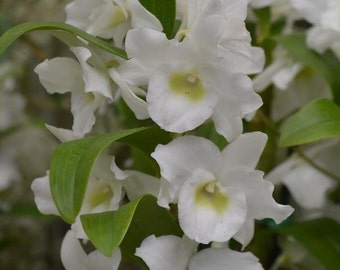 Orchid Dendrobium Nobile Spring Dream 'Apollon' nch pot Live PLant