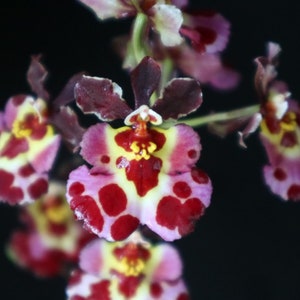 Miniature Orchid Oncidium Tolumnia Jairak Flyer &#39;Cartoon&#39; Oncidium Terrarium Live plant