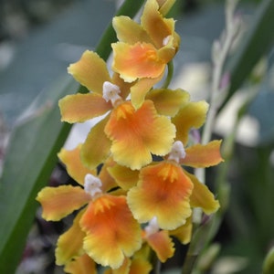 IN BLOOM! Mature Orchid Oncidium Brazilian Sun 'Samba'  Live Plant