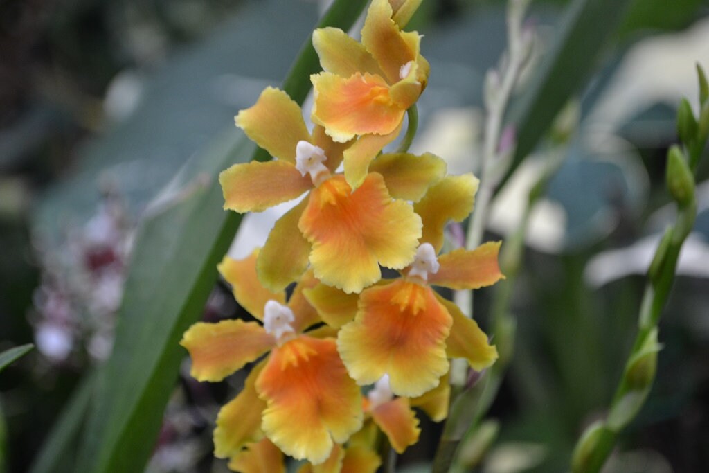 Mature Orchid Oncidium Brazilian Sun 'samba' Live Plant - Etsy