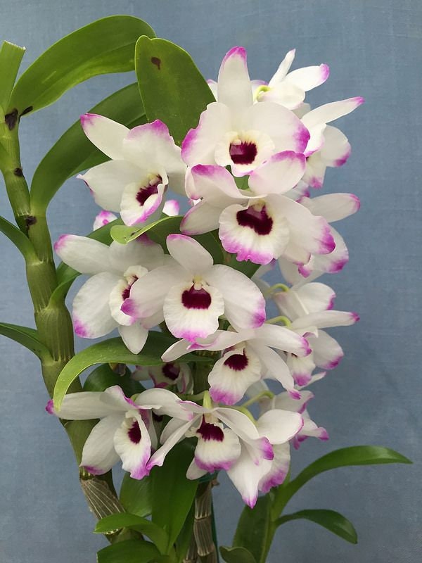 Orchid Dendrobium Nobile Den. Love Memory 'fizz' Live Plant
