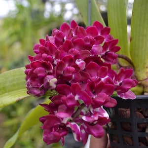 Fragrant Orchid Rhyncostylis gigantea (Orange x Panda) Live Mature Orchid