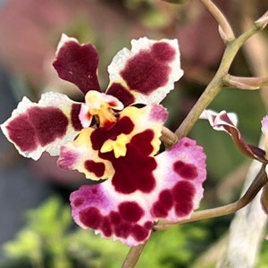 Miniature Orchid Oncidium Tolumnia Jairak Firm 'Carnival'  Oncidium Terrarium Live plant