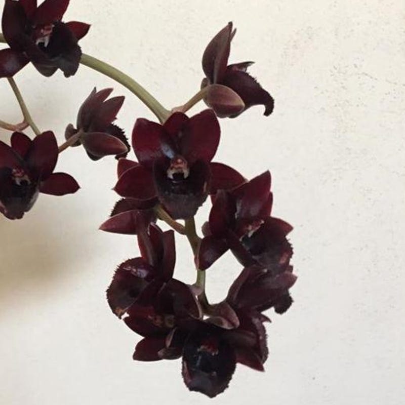 Catasetum FDK. Kelly Longley 'Black' (Catasetum)