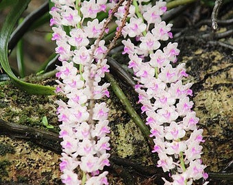 Fragrant Orchid Rhyncostylis retusa Live Mature Orchid