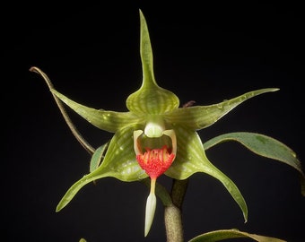 Orchid Species Dendrobium Den. Hsinying Tobazuki (Dendrobium suzukii × Dendrobium tobaense)  Live PLant