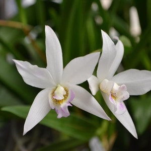 Orchid Cattleya Caulaelia Mizoguchi Live Plant - Etsy