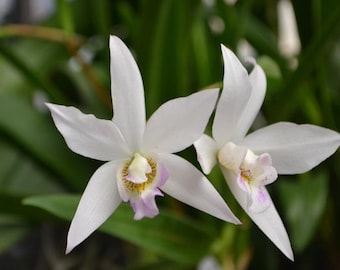Orchid Cattleya Caulaelia mizoguchi Live Mature  PLant