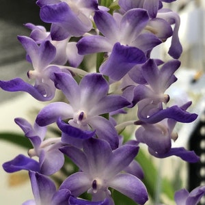 Fragrant Orchid Rhyncostylis coelestis Blue Live Mature Orchid