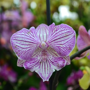 Orchid Small Phalaenopsis Phal. Champion Royal Masque Lip Mature Live Orchid