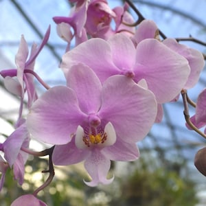 Seedling Size Orchid Rare Species Phaleonopsis Phal. schilleriana Live PLant