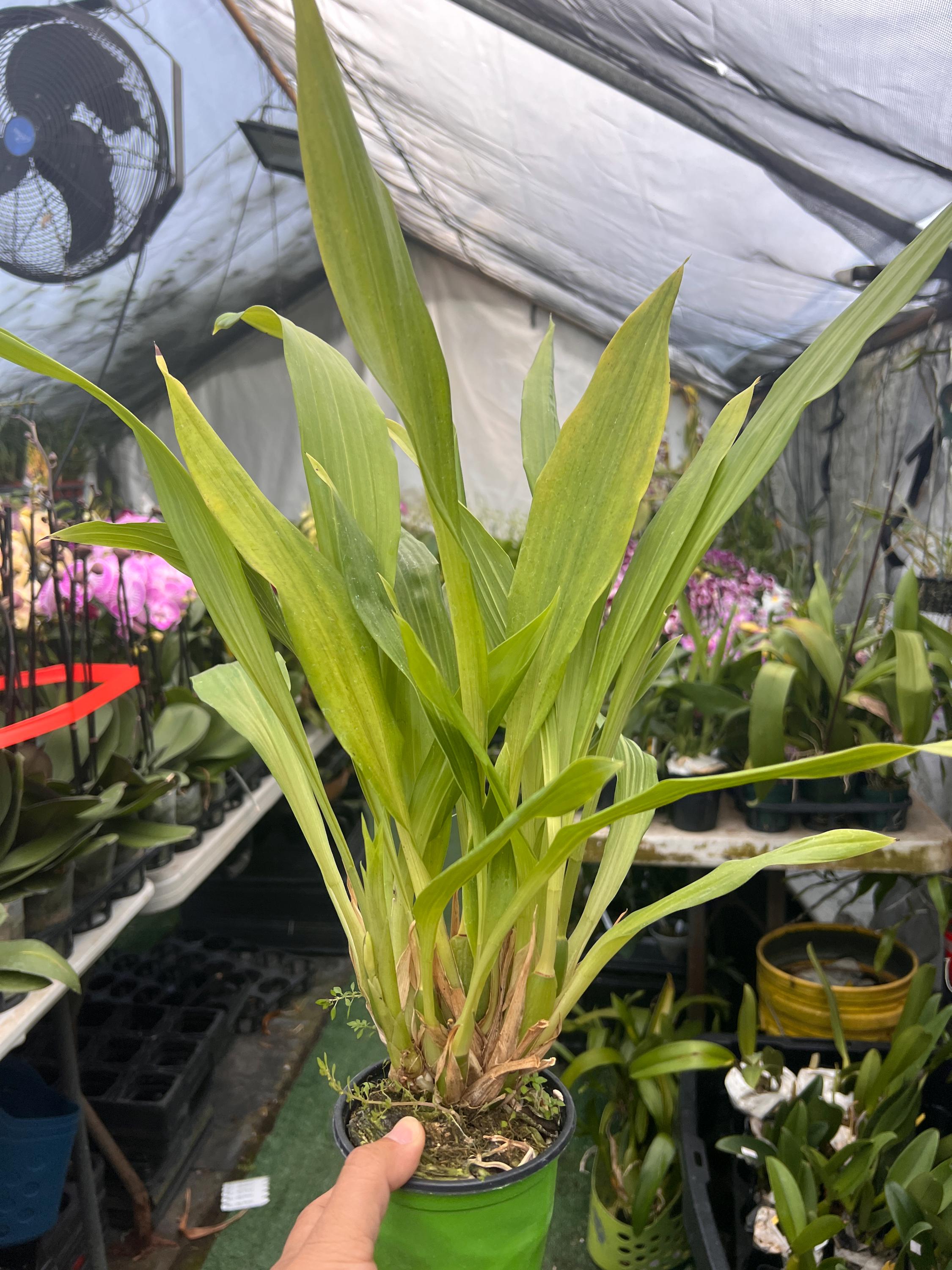 Orchid Zygopetalum Zygonisia Murasaki Komachi Live Plant - Etsy