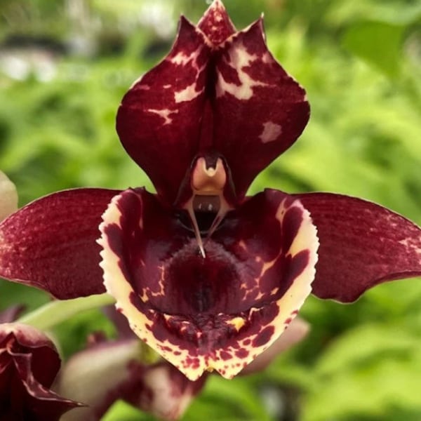 Orquídea Catasetum Catasetum Melana Davison x Karen Armstrong PLANTA VIVA 'Sunset'