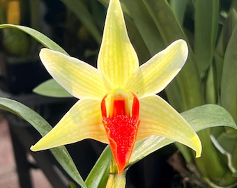 Orquídea Dendrobium Den. Dendrobium Jiaho Delight Planta viva