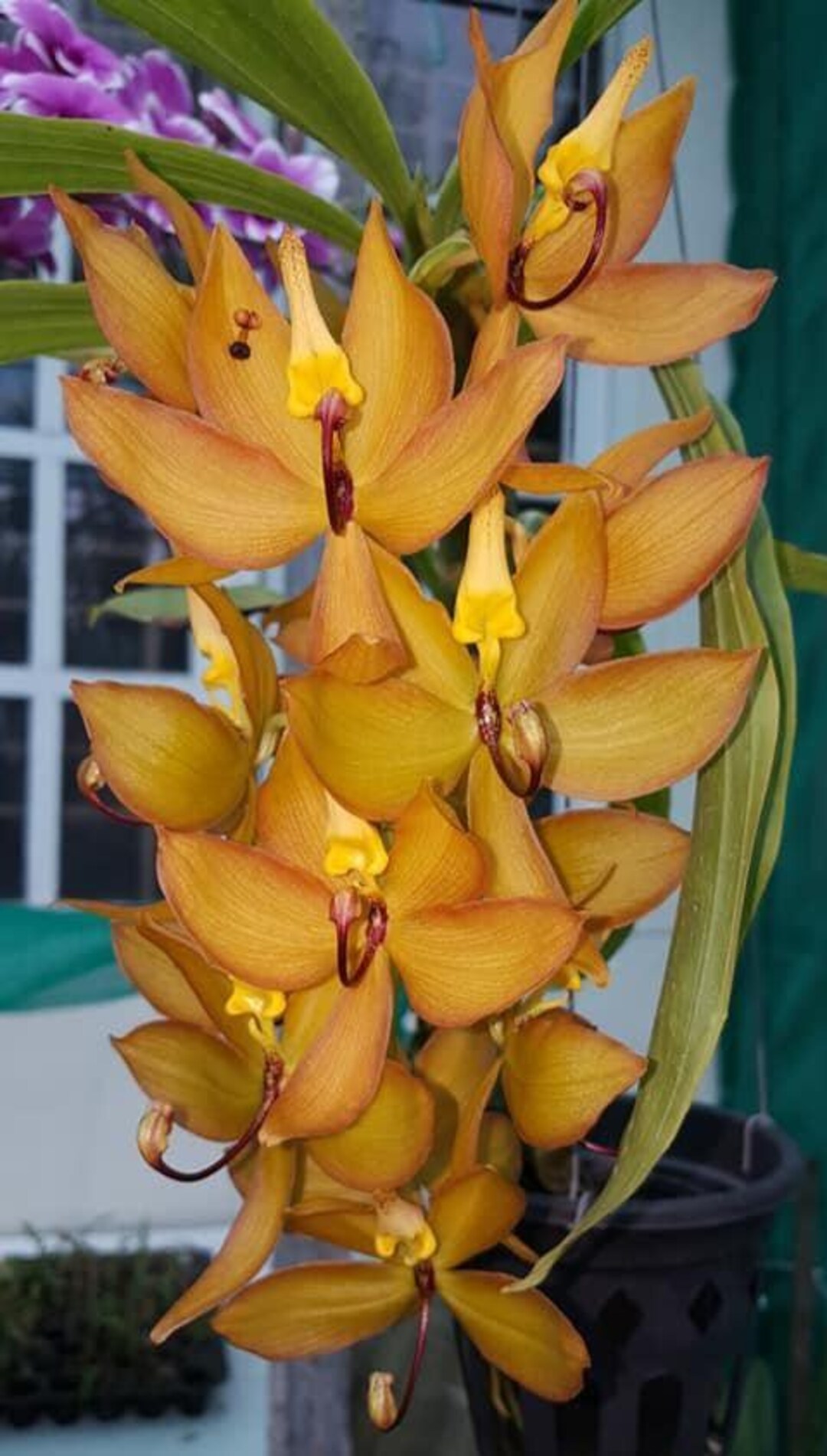 Orchid Catasetum Cynoches Jumbo Copper Live Plant - Etsy