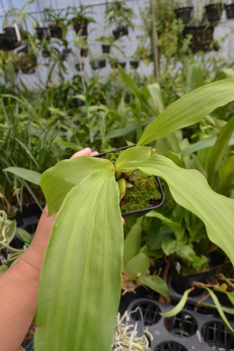 Rare Orchid Lycaste Lycaste Imschootiana Lycaste cruenta Lycaste virginalis Orchid Live PLant Orchid image 3