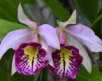 Orchid Cattleya Brassocattleya Taiwan Big Lip Live Plant  pot