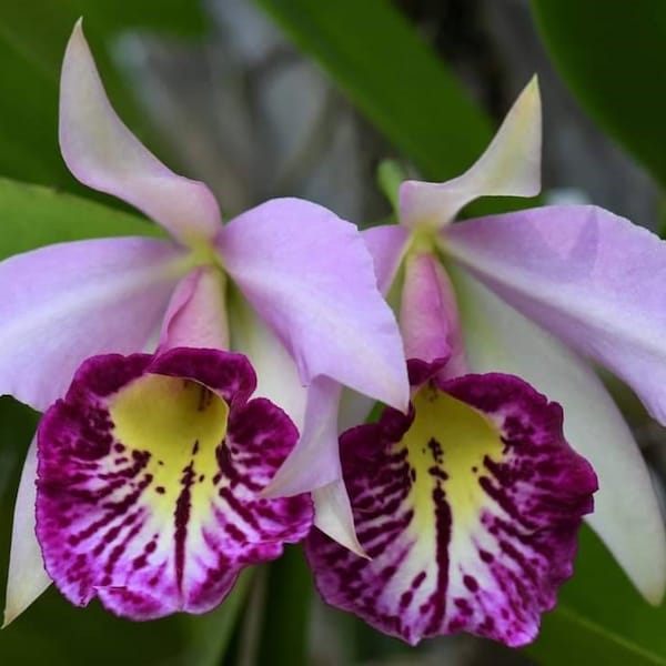 Orchid Cattleya Brassocattleya Taiwan Big Lip Live Plant  pot