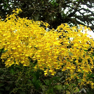 Orchid Oncidium Onc. Sweet Sugar Live Mature PLant