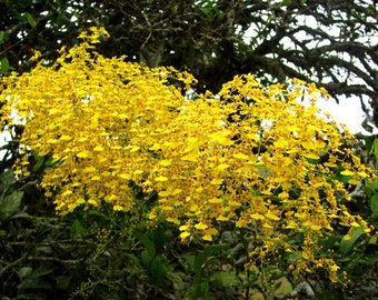 Orchid Oncidium Onc. Sweet Sugar Live Mature PLant