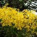 see more listings in the ONCIDIUM section