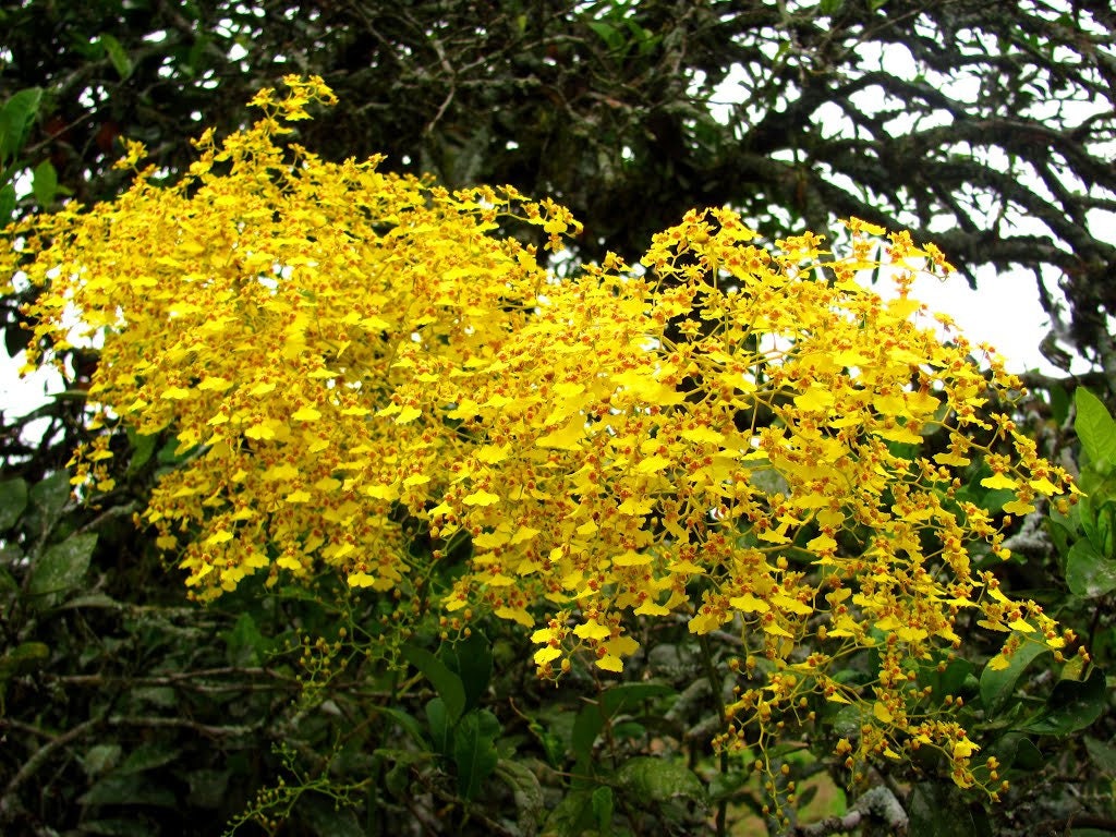 IN SPIKE! Orchid Oncidium Onc. Sweet Sugar Live Mature PLant
