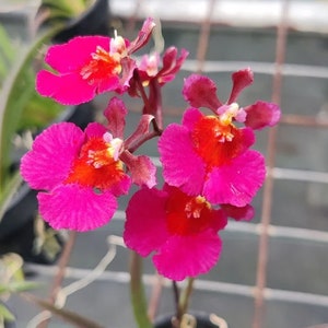 Miniature Orchid Oncidium Tolumnia Jairak Flyer &#39;Gules&#39; Oncidium Terrarium Live plant