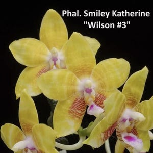 Novelty Phalaenopsis  Orchid Phalaenopsis Phal. Smiley Katherine “Wilson #3”  Near Mature Live Orchid