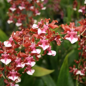 Seedling Orchid Oncidium Onc. Sharry Baby (Chocolate Orchid) Live PLant Blooming size