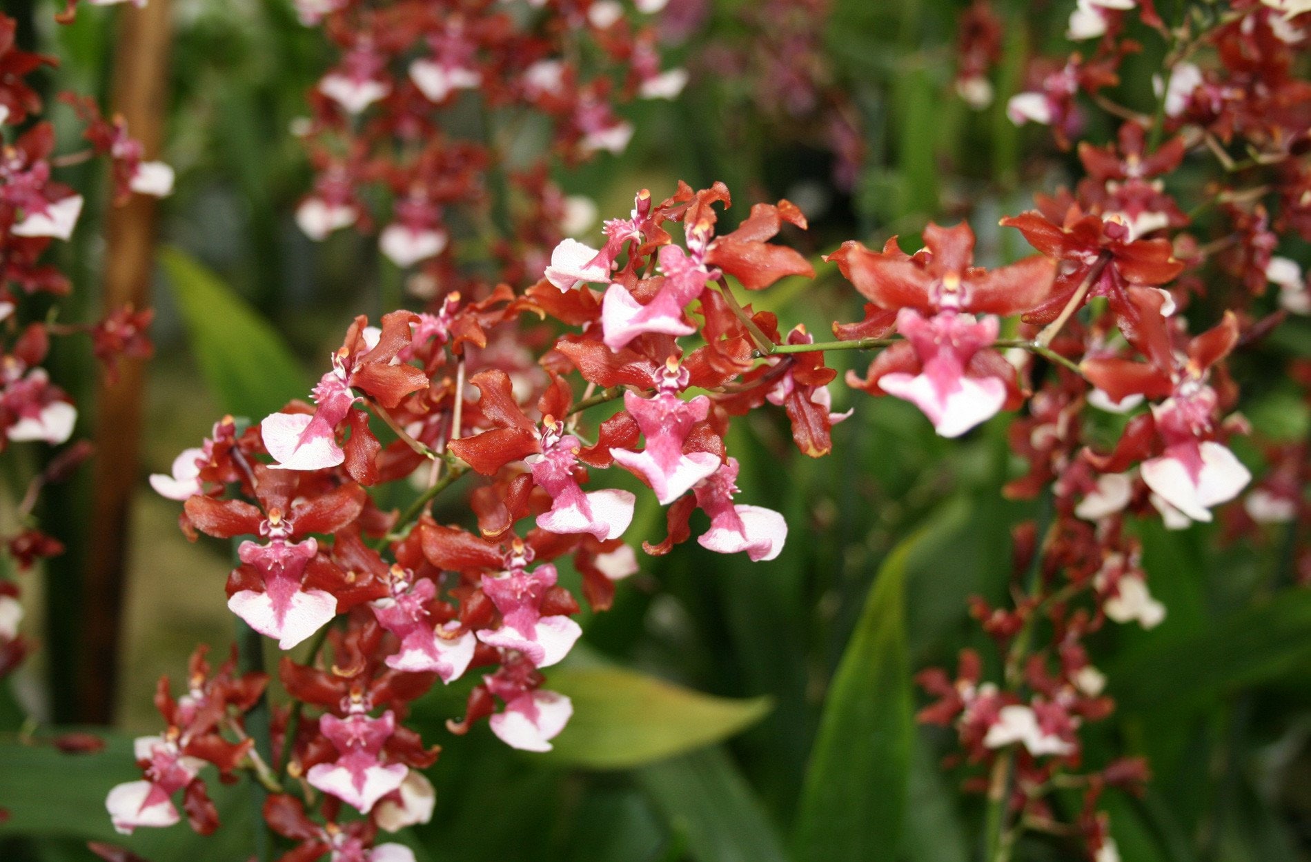 Orchid Oncidium Onc. Sharry Baby chocolate Orchid Live Plant Etsy UK