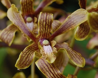 Especie de orquídea Dendrobium sylvanum Plántula viva Planta