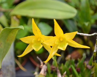 Rare Orchid Species Dendrobium Dendrobium trigonopus  Mature Live Plant