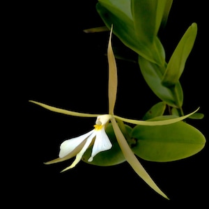 Rare Collector's Orchid Epidendrum nocturnum Florida Native Orchid  Live PLant