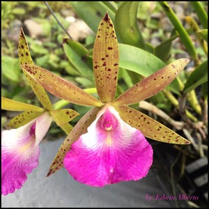 Orchid Cattleya Brassocattleya Theresa Ricci Live Plant  pot