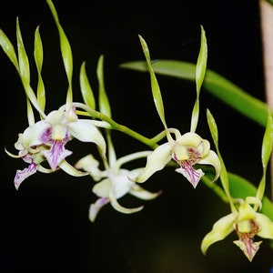 Rare Orchid Species Dendrobium antennatum Antelope Type Mature Live Plant