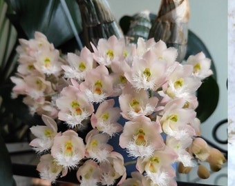 Catasetum Clowesia Rebecca Northen 'Mikabi' Very fragrant