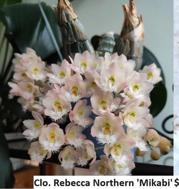 開花サイズ タケノコ蘭 Clowesia Rebecca Northen Clowesia Rebecca Northen 'Mikabi'