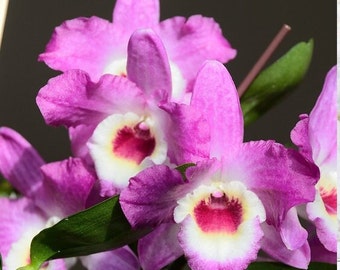 Orchid Dendrobium Nobile Dendrobium Country Girl nch pot Live PLant