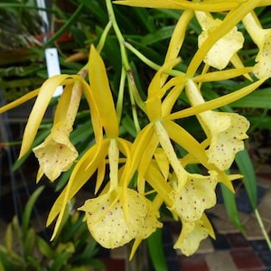 Orchid Cattleya Brassocattleya Bc. Yellow Bird Live PLant