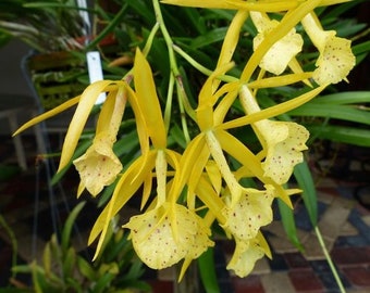 Orchid Cattleya Brassocattleya Bc. Yellow Bird Live PLant