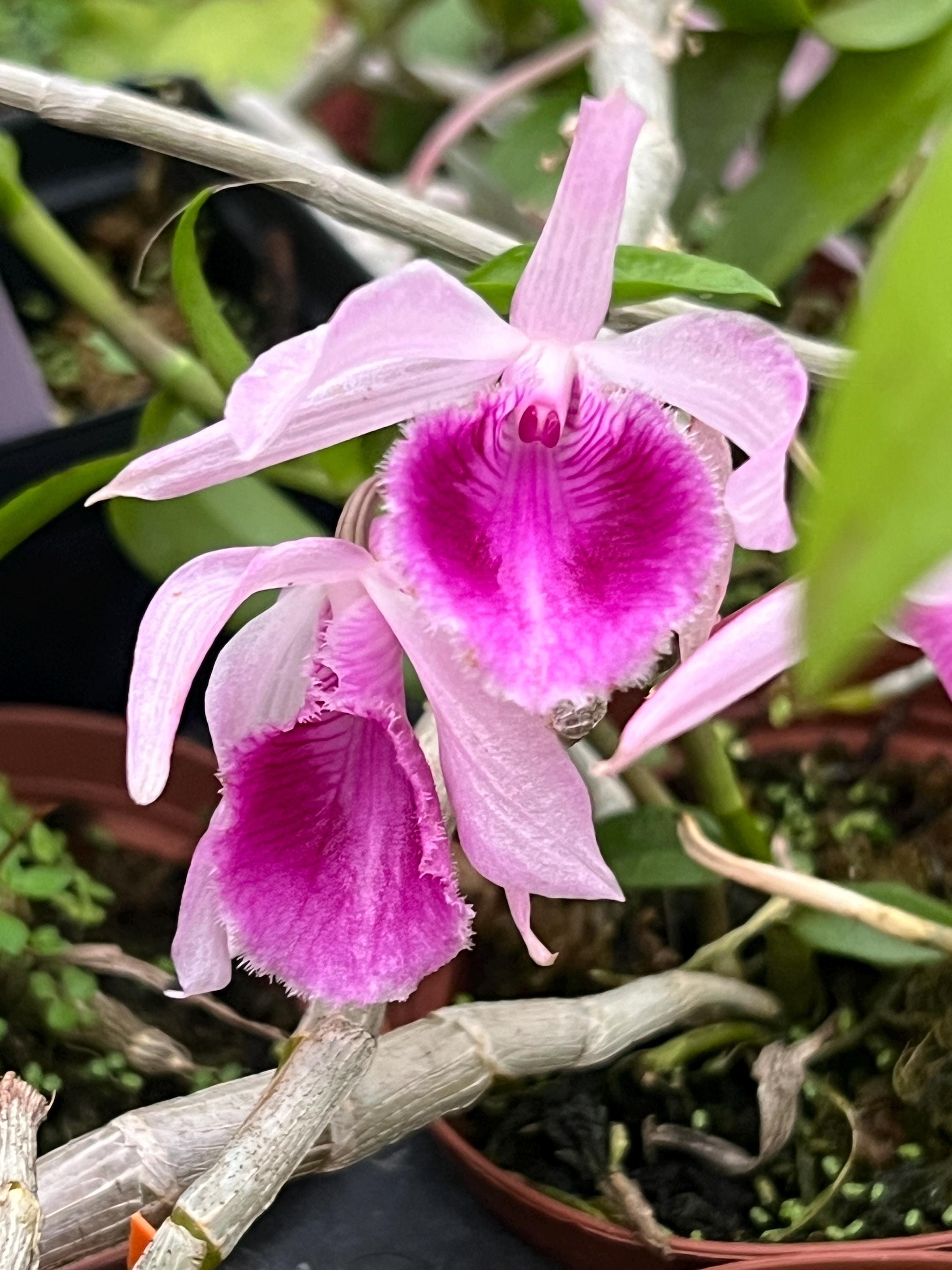 Fragrant! Species Orchid Dendrobium Parishii X Dendrobium Anosmum