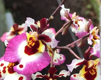 Miniature Orchid Oncidium Tolumnia Jairak Firm 'Pink Lady' Oncidium Terrarium Live plant