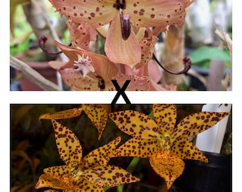 Orchid Catasetum Cyc. Jean Monnier   x Cycnodes Freckled Sweetheart  Live Plant Real Orchid