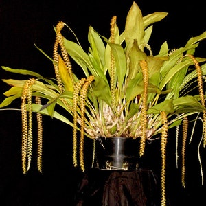 Very Rare Species Orchid Dendrochilum magnum Live Mature PLant