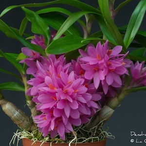 Orchid Hybrid Dendrobium Hibiki (bracteosum x laevifolium)  Live Plant