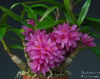 Orchid Hybrid Dendrobium Hibiki (bracteosum x laevifolium)  Live Plant