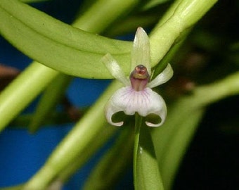 Rare Orchid Species scaphyglottis prolifera Mature Live Plant