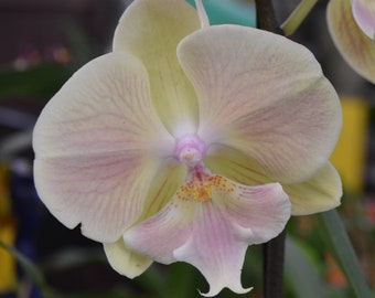 Orchid Phalaenopsis Phal. Lioulin Artistic Lip Mature Live Orchid